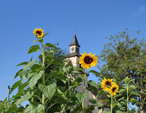 Kirche mit Sonnenblumen